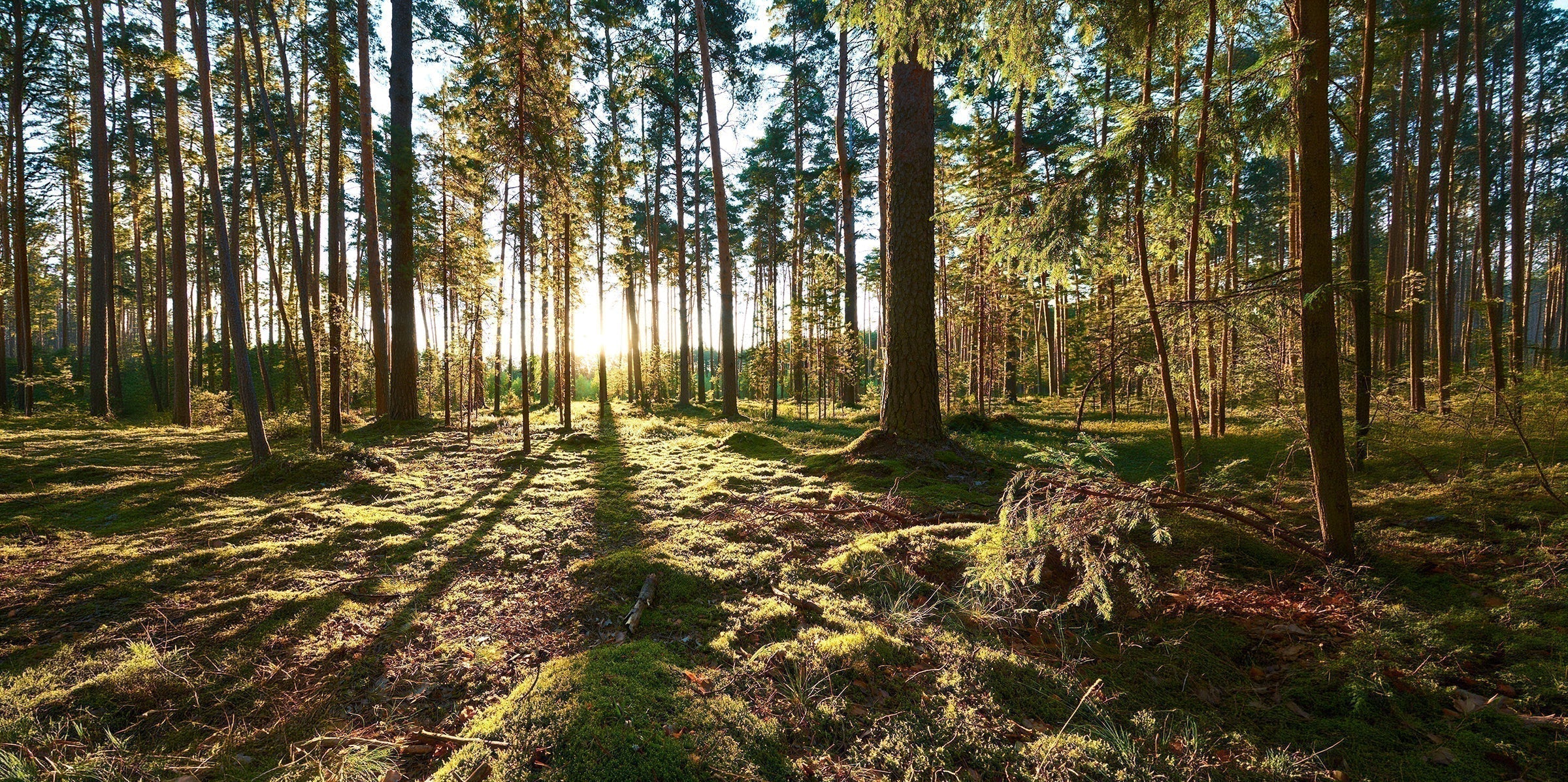 Warum der Wald keine Eile kennt...