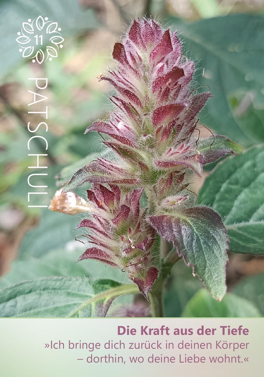 Maria Schasteen · Blütenduft und Seelenkraft · Das Kartenset