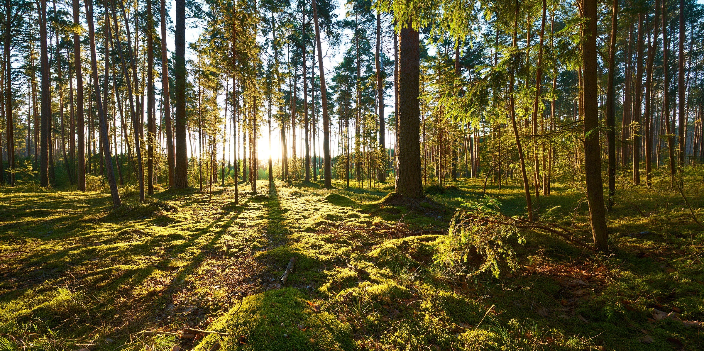 Warum der Wald keine Eile kennt...