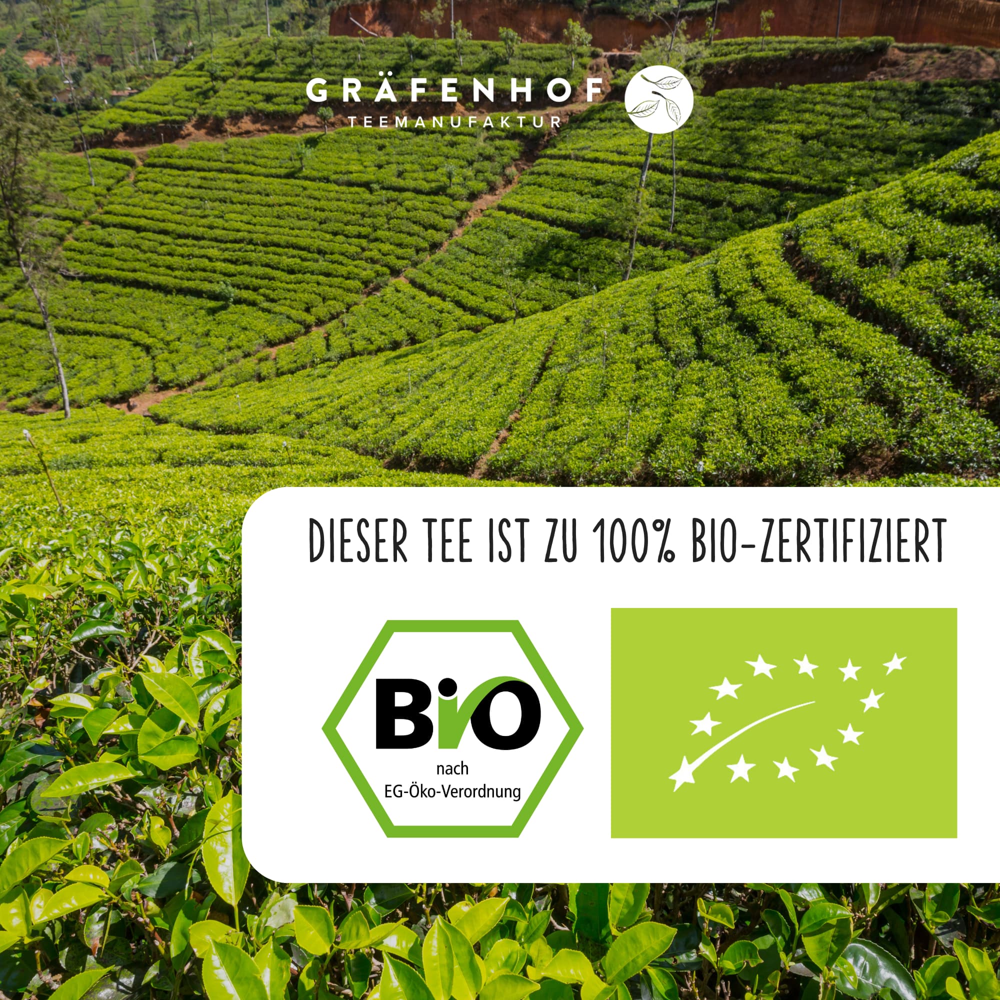 BIO Weißer Tee Mango Maracuja · 100 g lose